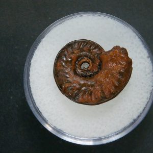 Genuine Jurassic Age Ammonite in Gem Jar Fossil for Sale from France #75