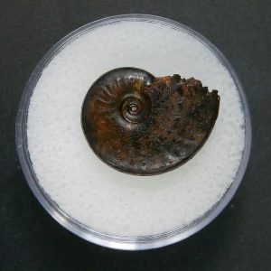 Genuine Jurassic Age Ammonite in Gem Jar Fossil for Sale from France #76