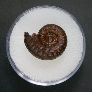 Genuine Jurassic Age Ammonite in Gem Jar Fossil for Sale from France #77