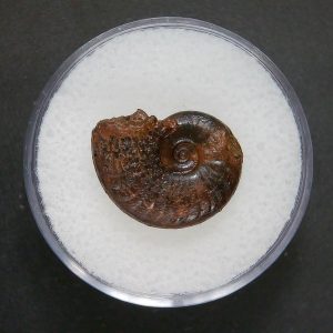 Genuine Jurassic Age Ammonite in Gem Jar Fossil for Sale from France #78