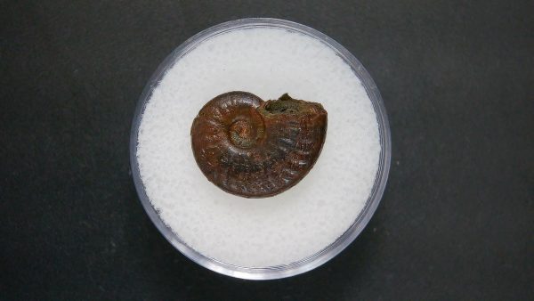 Genuine Jurassic Age Ammonite in Gem Jar Fossil for Sale from France #78a