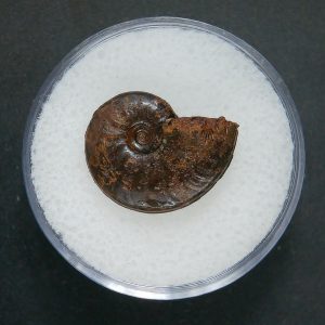 Genuine Jurassic Age Ammonite in Gem Jar Fossil for Sale from France #79