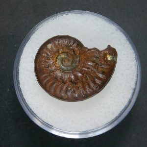 Genuine Jurassic Age Ammonite in Gem Jar Fossil for Sale from France #81