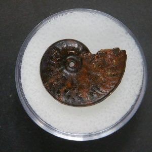 Genuine Jurassic Age Ammonite in Gem Jar Fossil for Sale from France #83