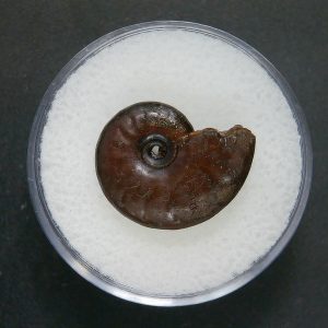 Genuine Jurassic Age Ammonite in Gem Jar Fossil for Sale from France #85