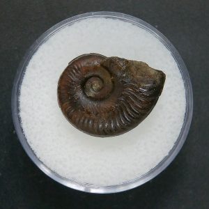 Genuine Jurassic Age Ammonite in Gem Jar Fossil for Sale from France #86