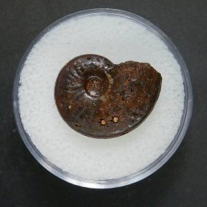 Genuine Jurassic Age Ammonite in Gem Jar Fossil for Sale from France #88