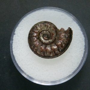 Genuine Jurassic Age Ammonite in Gem Jar Fossil for Sale from France #89