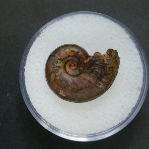 Genuine Jurassic Age Ammonite in Gem Jar Fossil for Sale from France #91