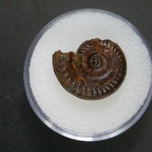 Genuine Jurassic Age Ammonite in Gem Jar Fossil for Sale from France #93