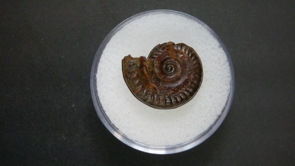 Genuine Jurassic Age Ammonite in Gem Jar Fossil for Sale from France #93