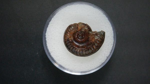 Genuine Jurassic Age Ammonite in Gem Jar Fossil for Sale from France #93a