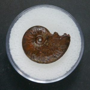 Genuine Jurassic Age Ammonite in Gem Jar Fossil for Sale from France #95