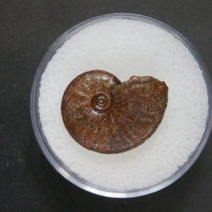 Genuine Jurassic Age Ammonite in Gem Jar Fossil for Sale from France #96