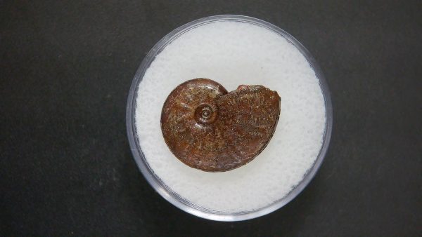 Genuine Jurassic Age Ammonite in Gem Jar Fossil for Sale from France #96