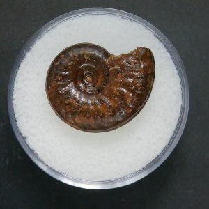 Genuine Jurassic Age Ammonite in Gem Jar Fossil for Sale from France #97