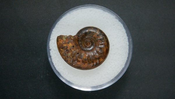 Genuine Jurassic Age Ammonite in Gem Jar Fossil for Sale from France #97a