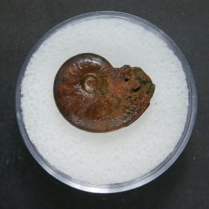 Genuine Jurassic Age Ammonite in Gem Jar Fossil for Sale from France #98