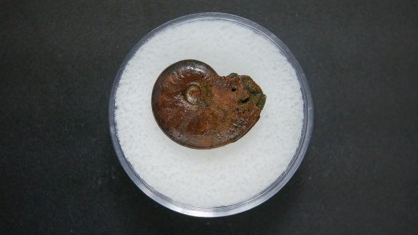 Genuine Jurassic Age Ammonite in Gem Jar Fossil for Sale from France #98