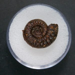 Genuine Jurassic Age Ammonite in Gem Jar Fossil for Sale from France #99