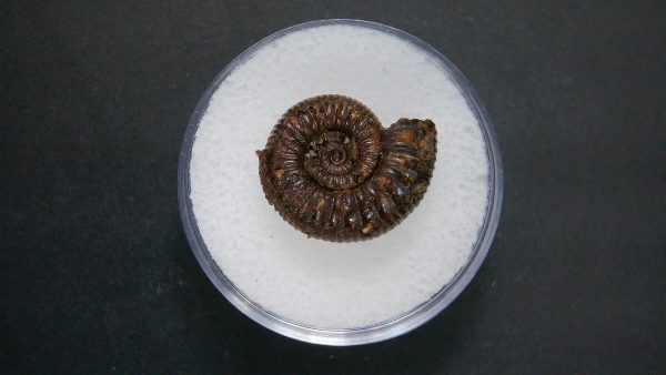 Genuine Jurassic Age Ammonite in Gem Jar Fossil for Sale from France #99