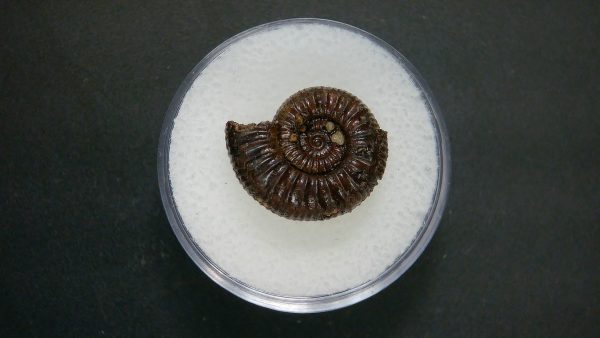 Genuine Jurassic Age Ammonite in Gem Jar Fossil for Sale from France #99a