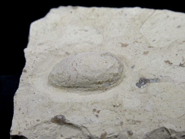 Genuine Eocene Age Fossil Snake Egg From France For Sale #29b