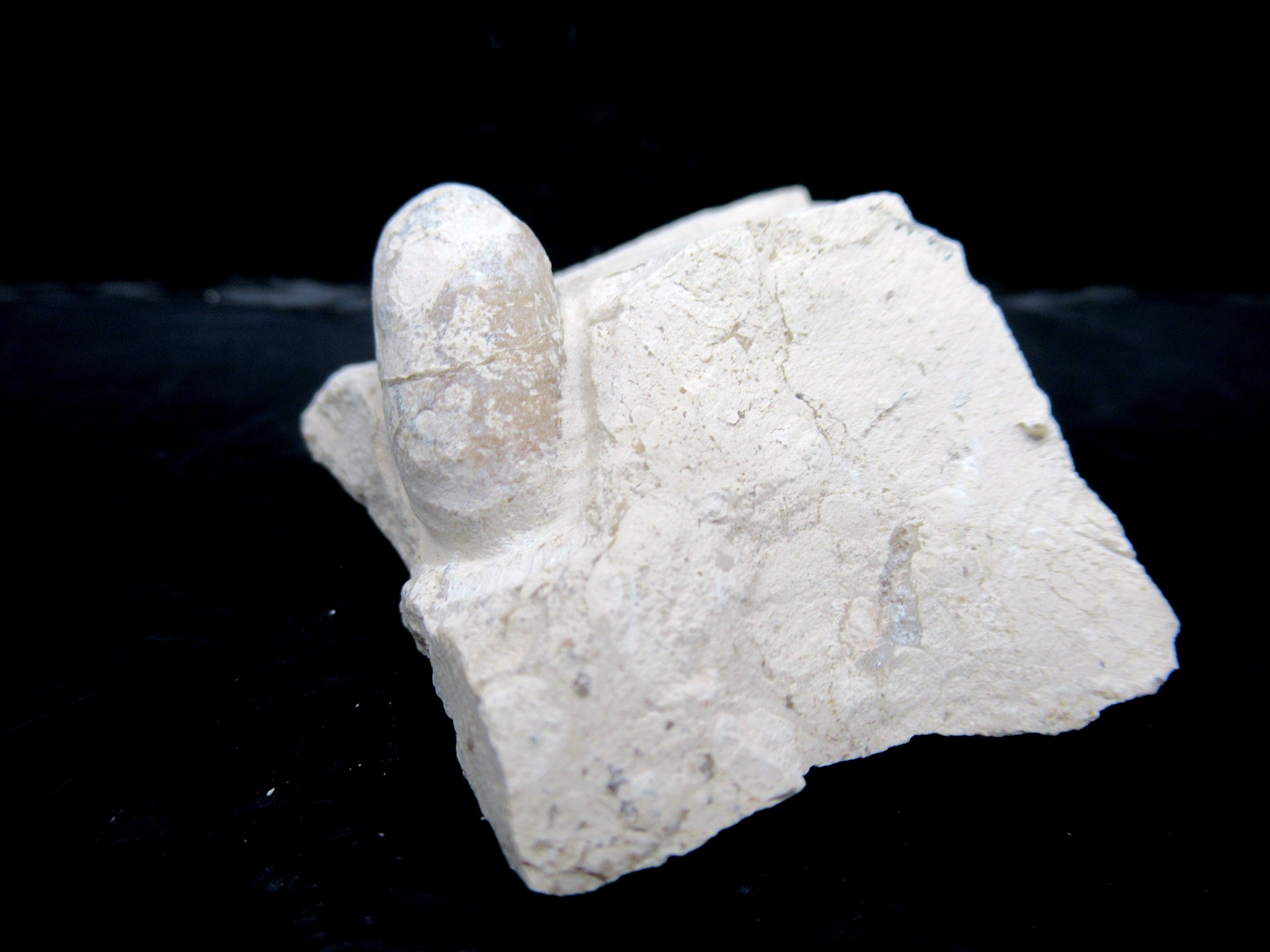 French Eocene Fossil Snake Egg 32a | Fossils for Sale Genuine Eocene Age Fossil Snake Egg From France For Sale #32a