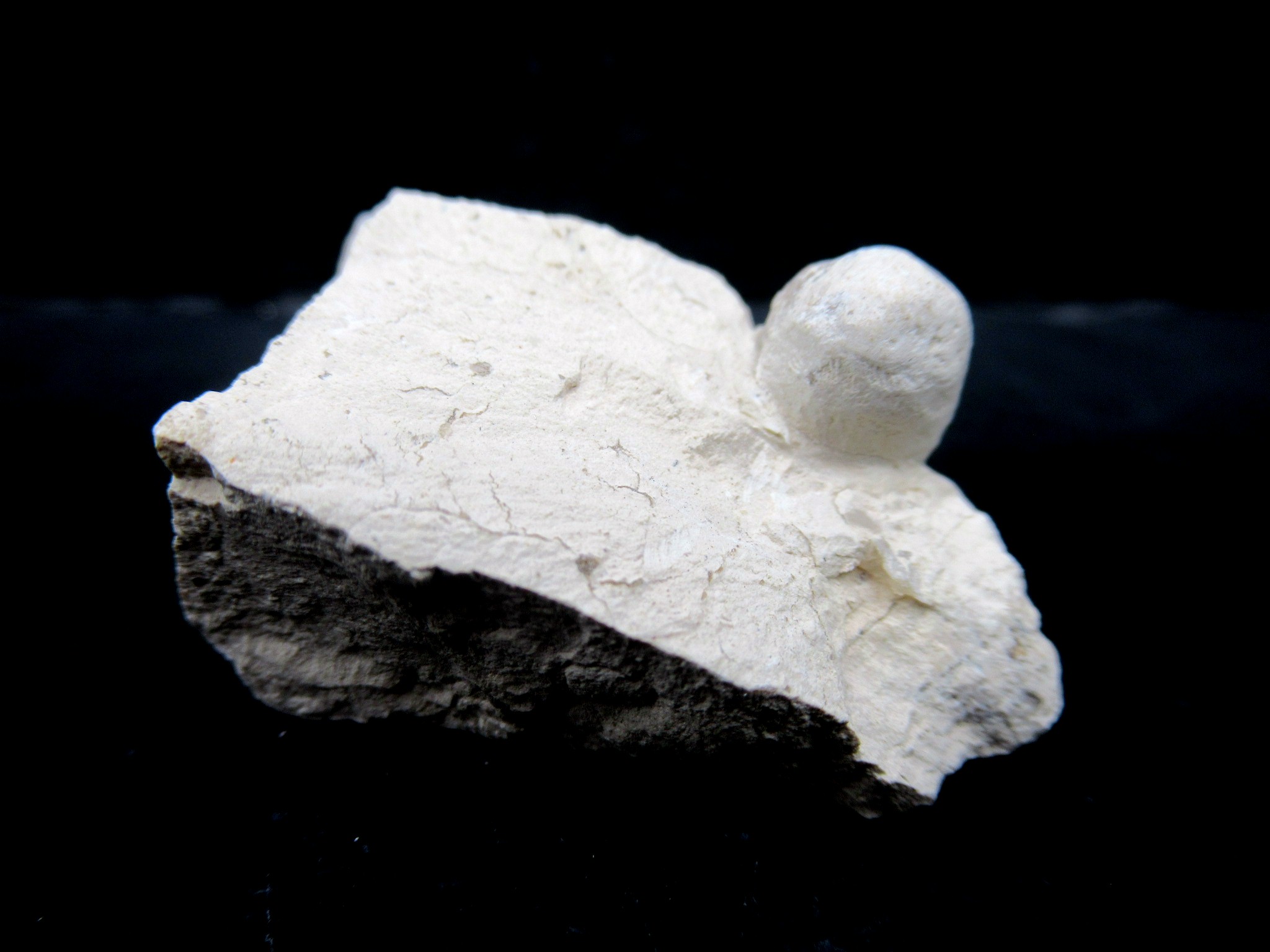French Eocene Fossil Snake Egg 32b | Fossils for Sale Genuine Eocene Age Fossil Snake Egg From France For Sale #32b
