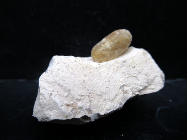 Genuine Eocene Age Fossil Snake Egg From France For Sale #47