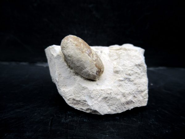 Genuine Eocene Age Fossil Snake Egg From France For Sale #47a