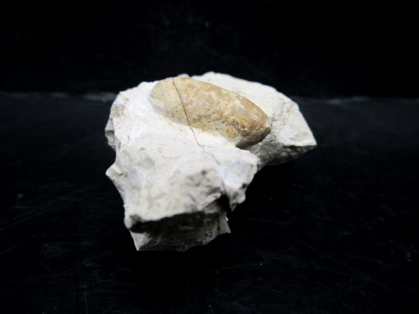 Genuine Eocene Age Fossil Snake Egg From France For Sale #49a