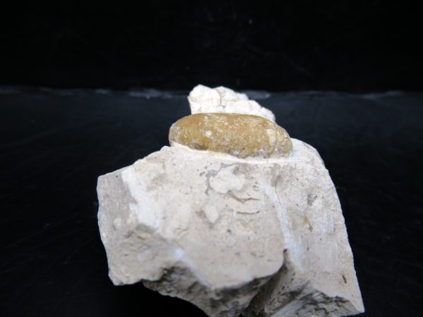 Genuine Eocene Age Fossil Snake Egg From France For Sale #49b