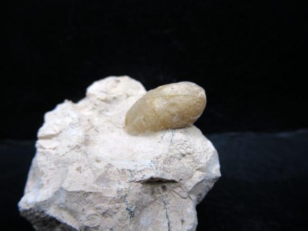 Genuine Eocene Age Fossil Snake Egg From France For Sale #52a