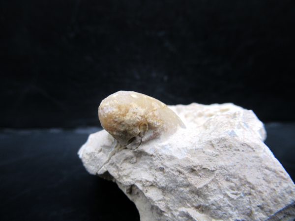 Genuine Eocene Age Fossil Snake Egg From France For Sale #52b