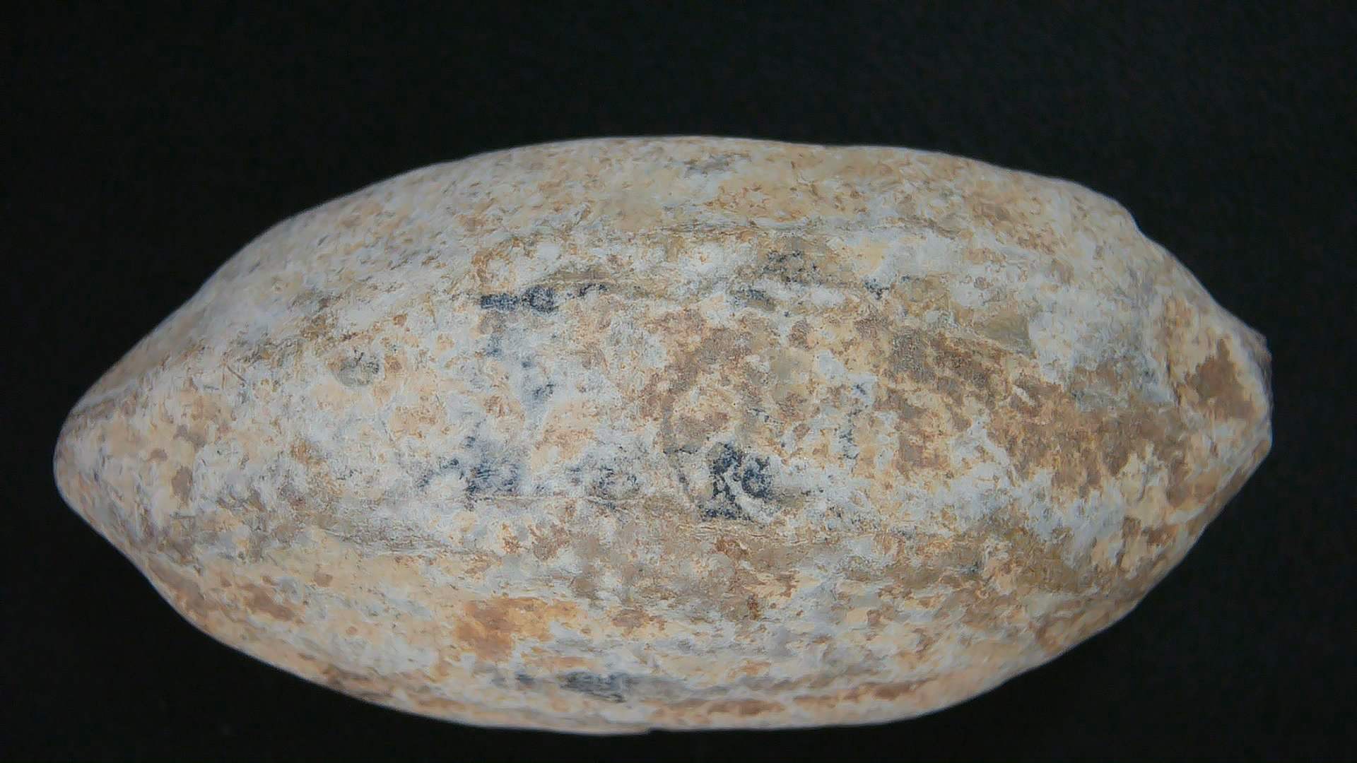 Genuine Roman Slingshot Bullet 14 | Fossils for Sale Genuine Roman Slingshot Bullet Riker For Sale #14