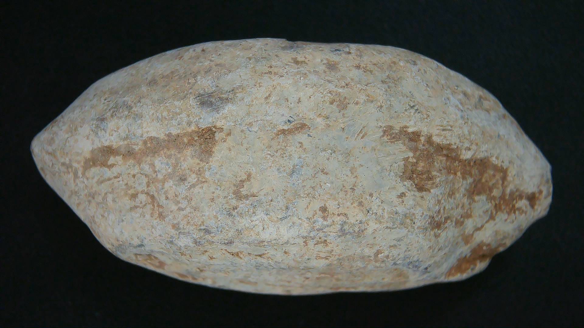 Genuine Roman Slingshot Bullet 14b | Fossils for Sale Genuine Roman Slingshot Bullet Riker For Sale #14b