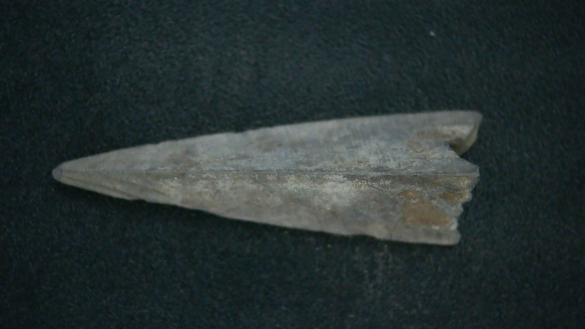 Genuing Roman Arrowhead 34b | Fossils for Sale Genuine Roman Arrowhead In Riker For Sale #34b