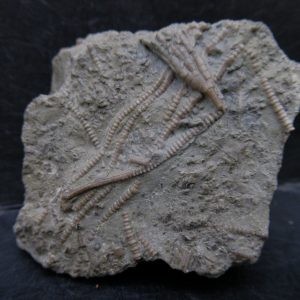 Genuine Ordovician Age Ectenocrinus Crinoid Fossil for Sale from Indiana #1