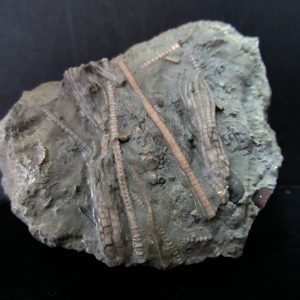 Genuine Ordovician Age Ectenocrinus Crinoid Fossil for Sale from Indiana #2