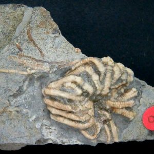 General Crinoid Fossils For Sale- Gilmore City Iowa Mississippian Crinoid Plate #141