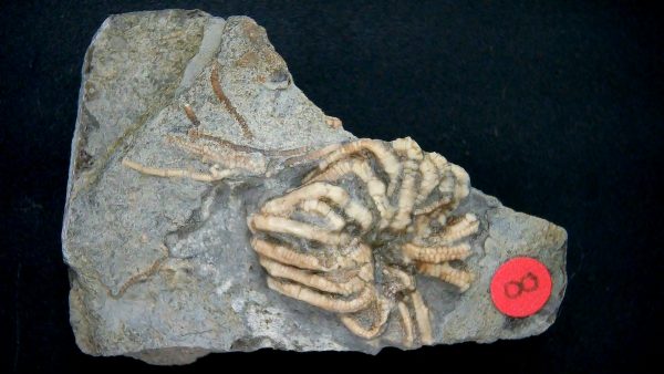 General Crinoid Fossils For Sale- Gilmore City Iowa Mississippian Crinoid Plate #141