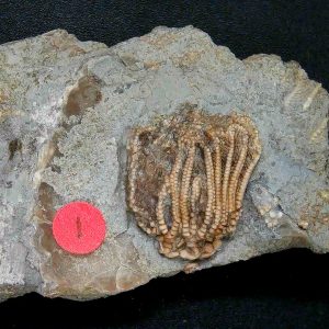 General Crinoid Fossils For Sale- Gilmore City Iowa Mississippian Crinoid Plate #143