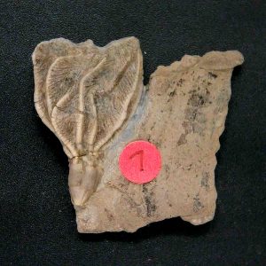 General Crinoid Fossils For Sale- Gilmore City Iowa Mississippian Crinoid Plate #144