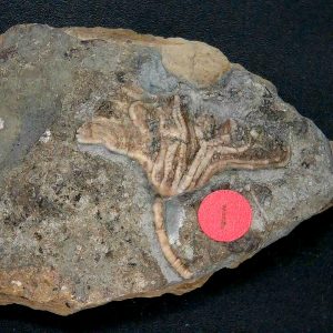 General Crinoid Fossils For Sale- Gilmore City Iowa Mississippian Crinoid Plate #145