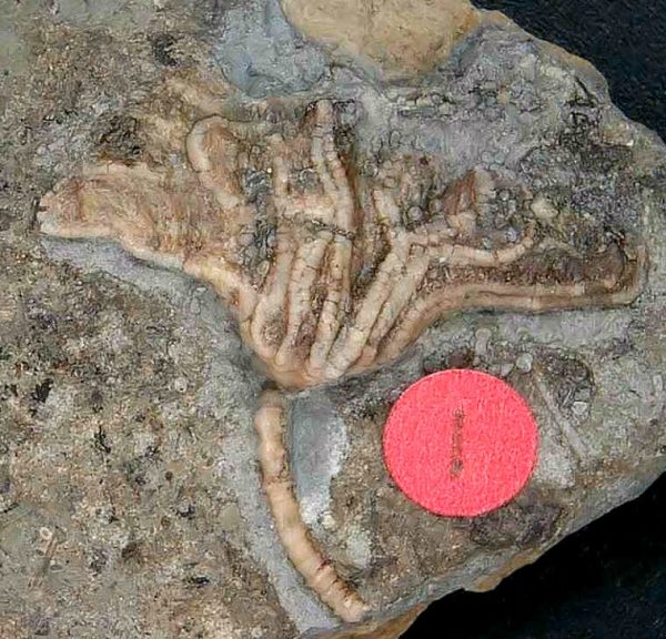 General Crinoid Fossils For Sale- Gilmore City Iowa Mississippian Crinoid Plate #145a