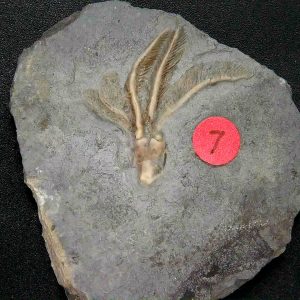 General Crinoid Fossils For Sale- Gilmore City Iowa Mississippian Crinoid Plate #146