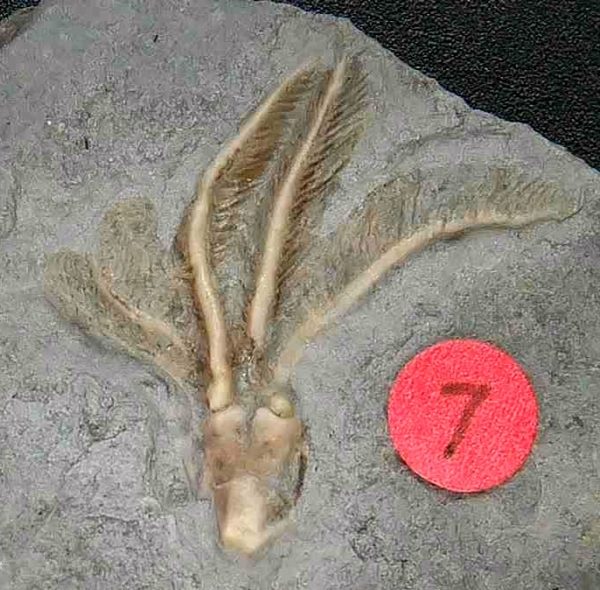 General Crinoid Fossils For Sale- Gilmore City Iowa Mississippian Crinoid Plate #146a