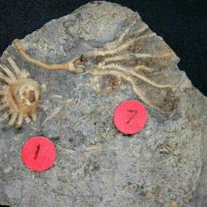 General Crinoid Fossils For Sale- Gilmore City Iowa Mississippian Crinoid Plate #147