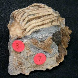 General Crinoid Fossils For Sale- Gilmore City Iowa Mississippian Crinoid Plate #148